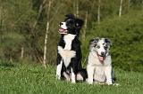BORDER COLLIE 1517